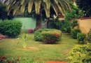 Impianto perimetrale di bougainvillea, sagomatura siepi e piante e potatura palma con manutenzione primaverile giardino 